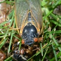 cicada magicicada brood x fairfax 5508 19may21