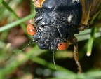 cicada magicicada brood x fairfax 5519 19may21