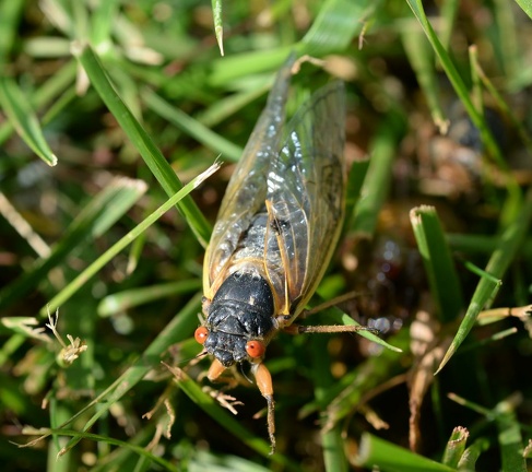 cicada magicicada brood x fairfax 5525 19may21