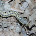 eastern garter snake thamnophis sirtalis sirtalis bull run 4496 7apr21