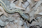 eastern garter snake thamnophis sirtalis sirtalis bull run 4496 7apr21