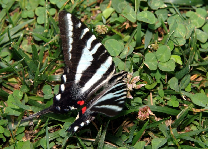 zebra_swallowtail_protographium_marcellus_shenandoah_park_6026_20jun21zac.jpg