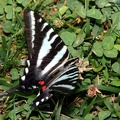 zebra_swallowtail_protographium_marcellus_shenandoah_park_6026_20jun21zac.jpg