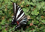 zebra swallowtail protographium marcellus shenandoah park 6026 20jun21zac