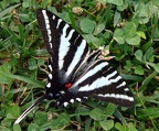 zebra swallowtail protographium marcellus shenandoah park 6027 20jun21zac