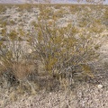 creosote bush larrea tridentata death valley 5784 30dec11
