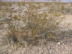 creosote bush larrea tridentata death valley 5784 30dec11