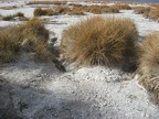 desert salt grass distichlis spicata death valley 5819 30dec11