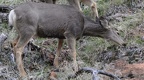 mule deer odocoileus hemionus zion national park 0434 30dec14