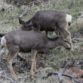 mule_deer_odocoileus_hemionus_zion_national_park_0432_30dec14.jpg