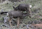 mule deer odocoileus hemionus zion national park 0432 30dec14