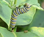 monarch caterpillar 9771 9sep21