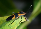 milkweed bug oncopeltus fasciatus 9795 9sep21