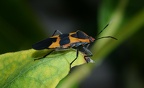milkweed bug oncopeltus fasciatus 9798 9sep21