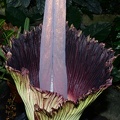 corpse flower amorphophallus titanum domes 6697 10jul21