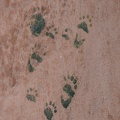footprints domes 6626 10jul21