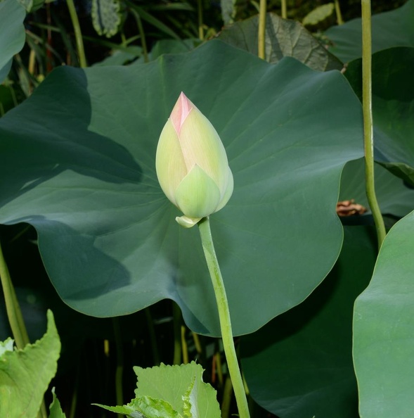 lotus_kennilworth_aquatic_gardens_7127_18jul21.jpg
