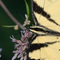 tiger swallowtail papilio glaucus georgia state botanical garden 8184 13aug21