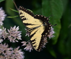 tiger swallowtail papilio glaucus georgia state botanical garden 8187 13aug21