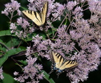 tiger swallowtail papilio glaucus georgia state botanical garden 8191 13aug21