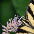 tiger swallowtail papilio glaucus georgia state botanical garden 8181 13aug21