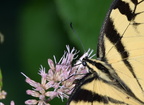 tiger swallowtail papilio glaucus georgia state botanical garden 8181 13aug21