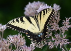 tiger swallowtail papilio glaucus georgia state botanical garden 8177 13aug21