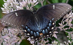 tiger swallowtail papilio glaucus georgia state botanical garden 8173 13aug21