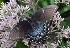 tiger swallowtail papilio glaucus georgia state botanical garden 8172 13aug21