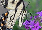 tiger swallowtail papilio glaucus georgia state botanical garden 8127 13aug21