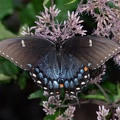 tiger swallowtail papilio glaucus georgia state botanical garden 8163 13aug21