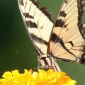 tiger swallowtail papilio glaucus georgia state botanical garden 8117 13aug21