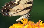 tiger swallowtail papilio glaucus georgia state botanical garden 8114 13aug21