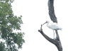 white ibis eudocimus albus coastal discovery museum hilton head 8444 16aug21