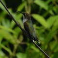 ruby throated hummingbird coastal discovery museum hilton head 8410 16aug21