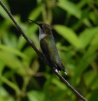 ruby throated hummingbird coastal discovery museum hilton head 8410 16aug21