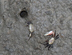 fiddler crab uca pugnax hilton head south carolina 8399 16aug21zac