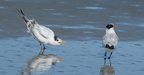 royal tern thalasseus maximus coligny beach south carolina 8614 18aug21