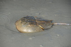 horseshoe crab limulus polyphemus coligny beach south carolina 8599 18aug21