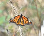 monarch 8oct16d