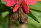 sphinx moth smerinthus cerisyi hollinger avenue 7090 17jul21