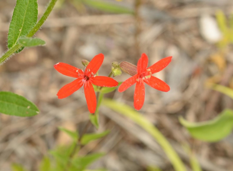 royal catchfly silene regia wehr 7525 1aug22