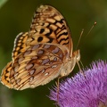 great spangled frittilary speyeria cybele farm 7000 23jul22