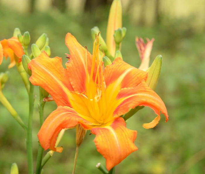 day lilly hemerocallis fulva farm 6964 23jul22