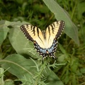 tiger_swallowtail_papilio_glaucus_farm_6981_23jul22.jpg