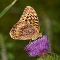 great spangled frittilary speyeria cybele farm 7002 23jul22