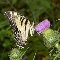 tiger swallowtail papilio glaucus farm 6982 23jul22