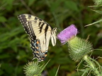 tiger swallowtail papilio glaucus farm 6982 23jul22