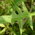 hawksbeard_wehr_nature_center_5902_20jun22.jpg