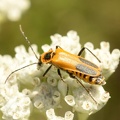 milkweed assassin bug zelus longipes wehr 7779 15aug22